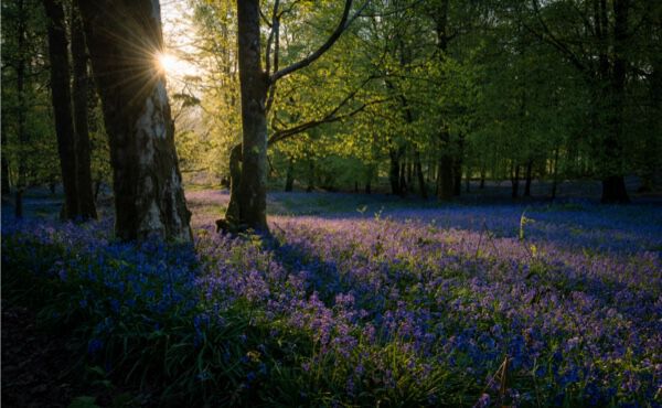 /Magazine/2021/June/01-06-21_Forest Bathing Meditation (1).jpg